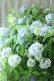 画像2: 山紫陽花 "まいこ" 20cmポット  (2)