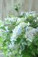 画像3: 山紫陽花 "伊予の五月雨" 18cmポット No.3