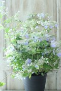 山紫陽花 "伊予の五月雨" 18cmポット No.2