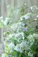画像7: 山紫陽花 "伊予の五月雨" 18cmポット No.2