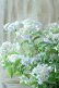 画像9: 山紫陽花 "伊予の五月雨" 18cmポット No.3