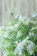 画像5: 山紫陽花 "伊予の五月雨" 18cmポット No.3