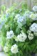 画像13: 山紫陽花 "まいこ" 20cmポット 