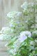 画像6: 山紫陽花 "伊予の五月雨" 18cmポット No.2
