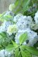 画像20: 山紫陽花 "まいこ" 20cmポット 