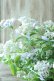 画像12: 山紫陽花 "伊予の五月雨" 18cmポット No.3