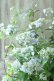 画像8: 山紫陽花 "伊予の五月雨" 18cmポット No.2