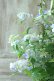 画像14: 山紫陽花 "伊予の五月雨" 18cmポット No.1
