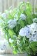 画像6: 山紫陽花 "まいこ" 20cmポット 