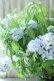 画像7: 山紫陽花 "まいこ" 20cmポット 