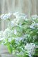 画像11: 山紫陽花 "伊予の五月雨" 18cmポット No.3