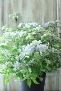 山紫陽花 "伊予の五月雨" 18cmポット No.3