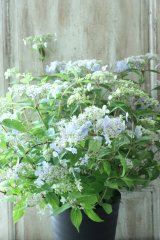 山紫陽花 "伊予の五月雨" 18cmポット No.3