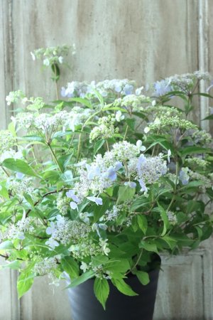 画像1: 山紫陽花 "伊予の五月雨" 18cmポット No.3