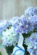 てまり咲き多花性アジサイ "てててまり" 12cmポット 秋色になっても綺麗! 