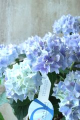 てまり咲き多花性アジサイ "てててまり" 12cmポット 秋色になっても綺麗! 