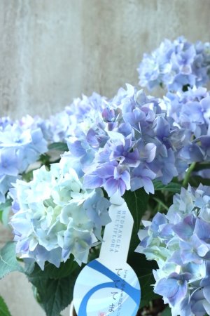 画像2: てまり咲き多花性アジサイ "てててまり" 12cmポット 秋色になっても綺麗! 