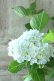 画像8: 山紫陽花 "有松" 15cmポット