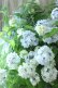 画像16: 山紫陽花 "舞妓~まいこ~" 20cmポット 