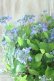 画像10: 山紫陽花 "千姫" 20cmポット