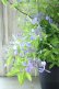 画像6: 山紫陽花 "伊予の雫" 20cmポット