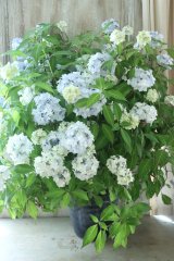 山紫陽花 "まいこ" 20cmポット 