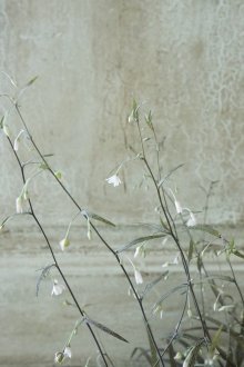 他の写真2: アルスロポディウム "カプチーノ"