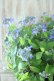 画像9: 山紫陽花 "千姫" 20cmポット