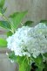 画像6: 山紫陽花 "有松" 15cmポット