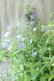 画像11: 山紫陽花 "伊予の雫" 20cmポット