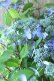 画像14: 山紫陽花 "千姫" 20cmポット