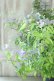 画像7: 山紫陽花 "伊予の雫" 20cmポット