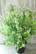 山紫陽花 "夕鶴" 18cmポット