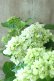 画像10: 山紫陽花 "有松" 15cmポット