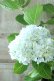 画像4: 山紫陽花 "有松" 15cmポット
