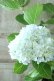 画像3: 山紫陽花 "有松" 15cmポット