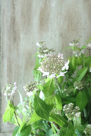 画像2: 山紫陽花 "夕鶴" 18cmポット