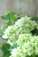 画像9: 山紫陽花 "有松" 15cmポット