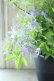画像4: 山紫陽花 "伊予の雫" 20cmポット
