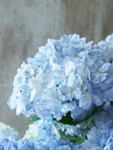 他の写真2: 山紫陽花 "有松" 15cmポット