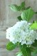 画像7: 山紫陽花 "有松" 15cmポット