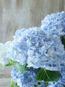 他の写真3: 山紫陽花 "有松" 15cmポット