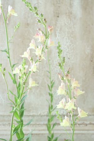 画像2: リナリア "アプリコットチャーム"