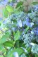 画像15: 山紫陽花 "千姫" 20cmポット