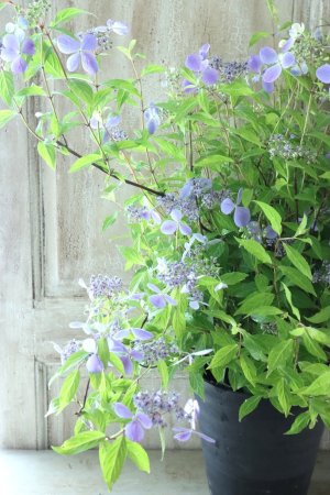 画像2: 山紫陽花 "伊予の雫" 20cmポット