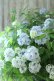 画像31: 山紫陽花 "舞妓~まいこ~" 20cmポット 