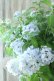 画像23: 山紫陽花 "舞妓~まいこ~" 20cmポット 