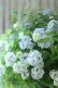 画像32: 山紫陽花 "舞妓~まいこ~" 20cmポット 