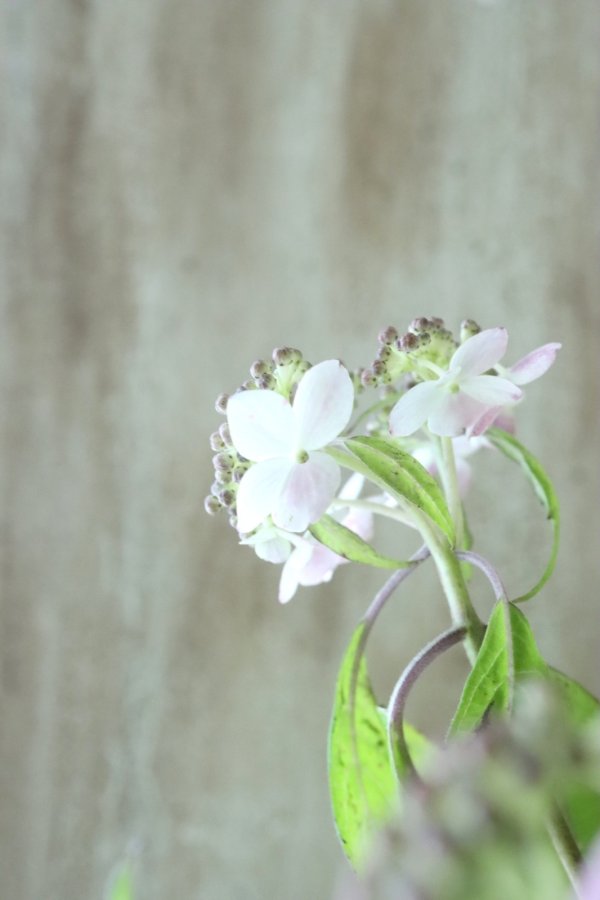 山紫陽花 