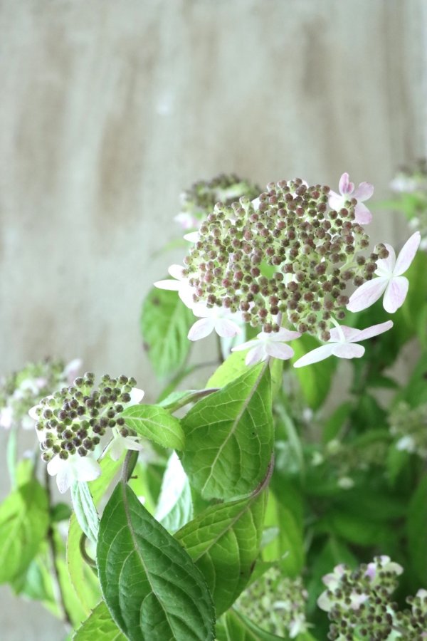 ART JUNKIE King Pacara 紫陽花 color ver.